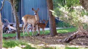 mom and babies