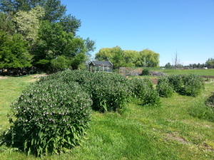 Comfrey..everywhere